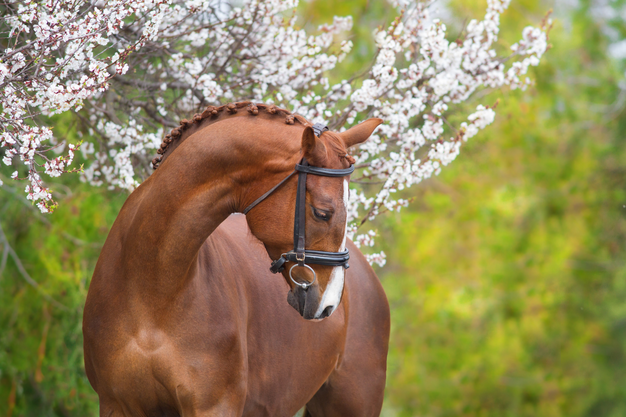 horse braid tutorials