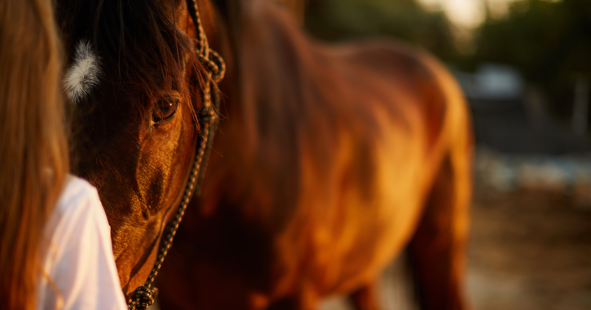 working horse professions