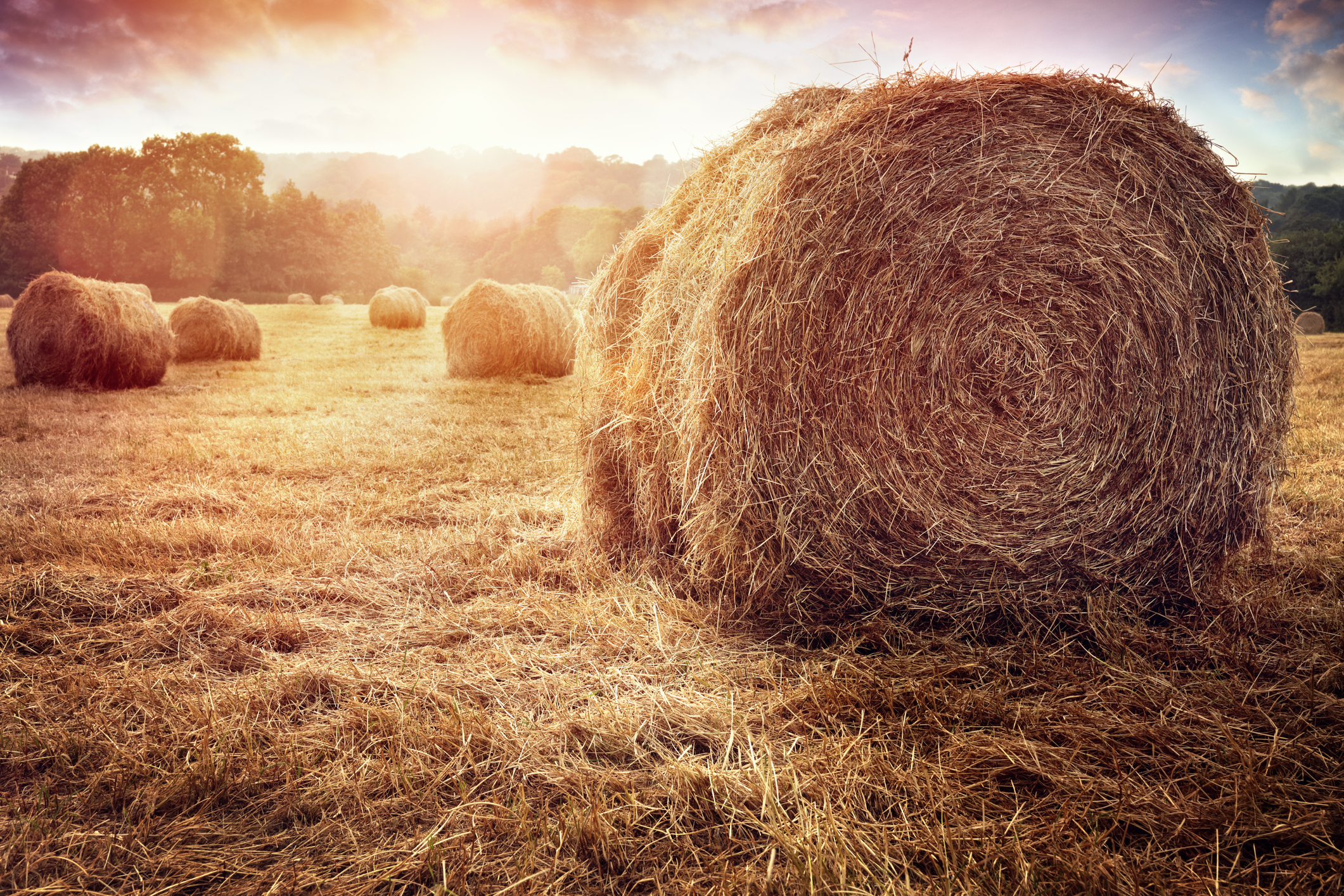 Haystack in a field