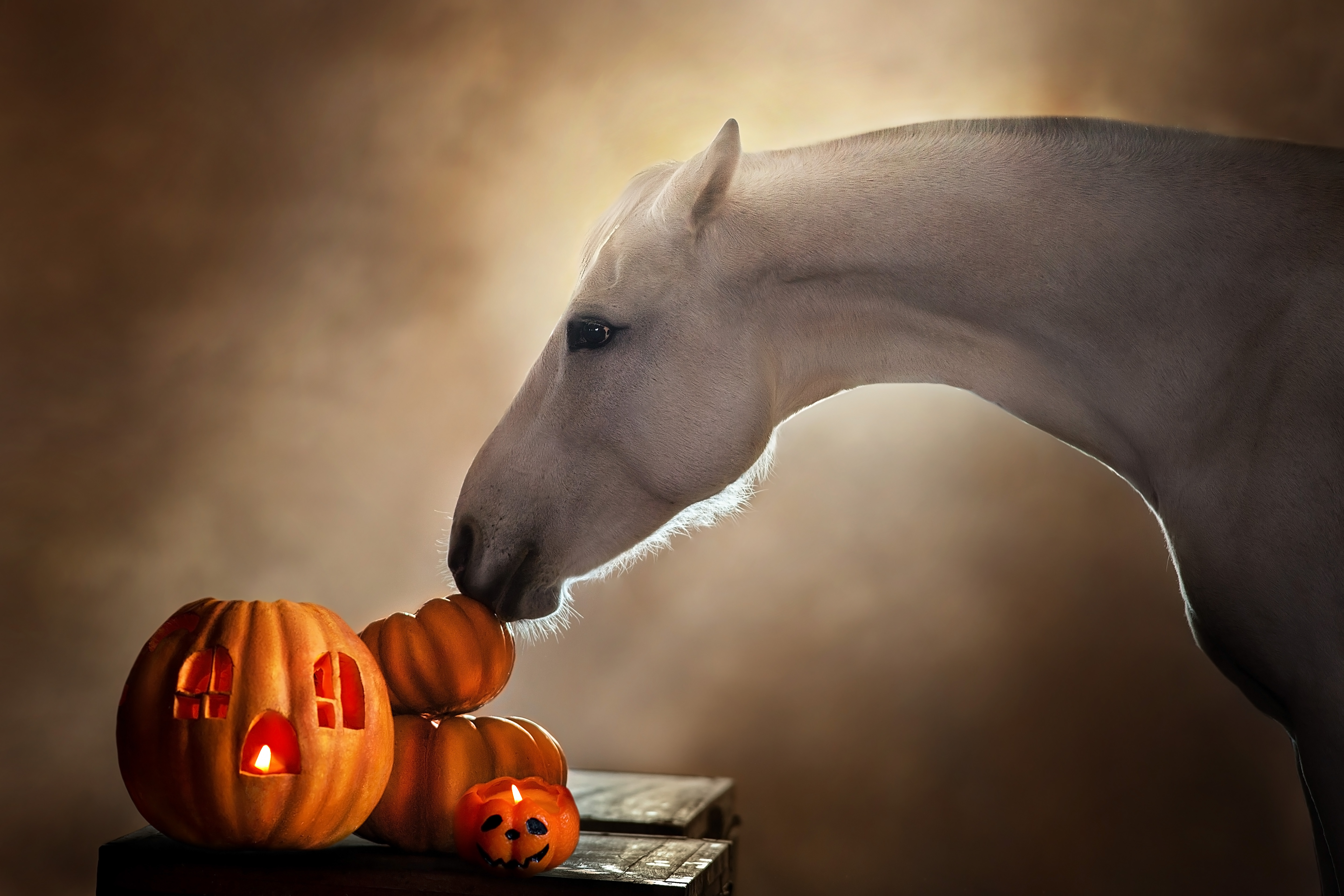 horse grazing over pumpkins