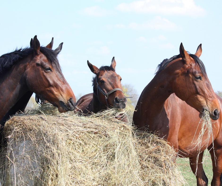 Horses feeding on hay