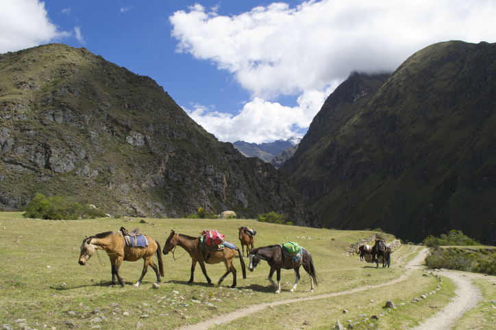 riding horses up to Machu Picchu riding horses up to Machu Picchu